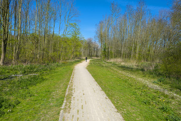 Fototapeta na wymiar Trees along a sunny footpath in spring