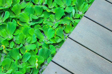 Pistia stratiotes wood background