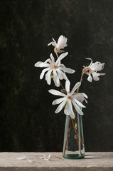 Obraz premium Bouquet of star magnolia. (Magnolia Stellata)