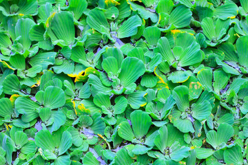 Pistia stratiotes
