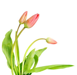 Obraz premium tulips