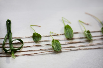 Musical note from green leaves, white background