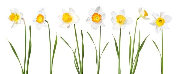 Flowers daffodils