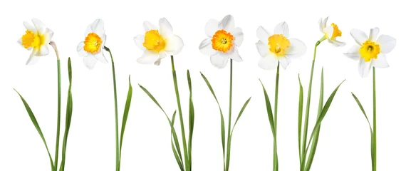 Crédence de cuisine en verre imprimé Narcisse Fleurs jonquilles