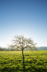 lonely tree on field in spring