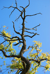 sterbender Baum
