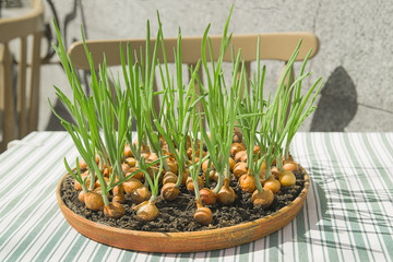 Onion growing from a container located on a restaurant table.