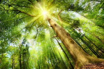 Naklejka premium Słońce w magicznym lesie