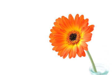 Orange gerbera . Macro. Gerbera jamesonii.