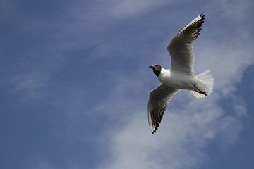 Seagull in a Cloudy Sky