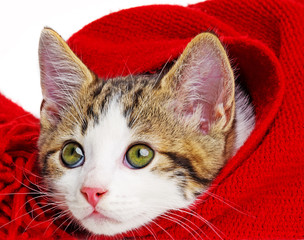 cute kitten playing with a red scarf
