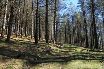 camino bosque pinar país vasco 6145-f15 © txakel