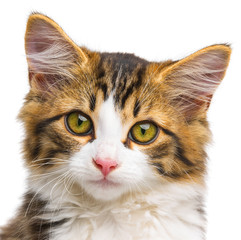 cute little long haired maine cat