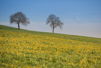 Fototapeta na wymiar spring meadow with a yellow flowers with two trees
