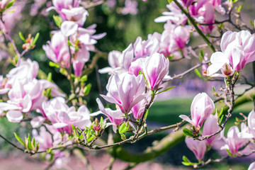 Fototapeta na wymiar Flowering branches of magnolia tree (Magnolia × soulangeana)
