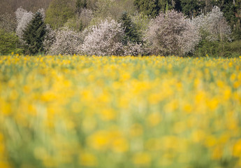 spring meadow with yellow flowers with trees