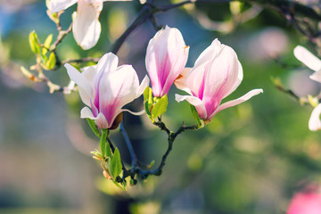 Magnolia Blossoms (Magnolia × soulangeana)