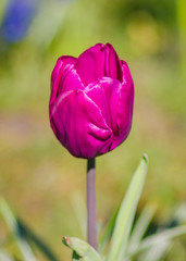 Single Tulip on blurred background