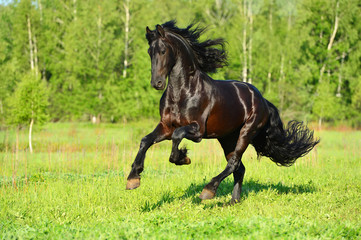Black Frieasian horse runs gallop in freedom - 81979269