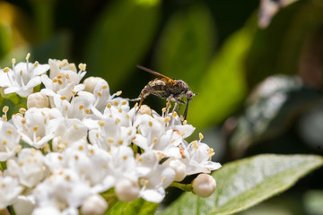 Mosquito on white flower