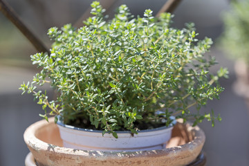 Kugelthymian in einem Tontopf