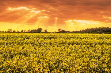 Rapeseed field under sunset.Yellow industial plant