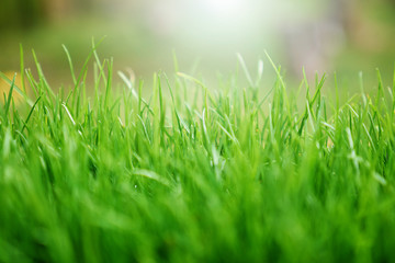 Fototapeta premium Abstract natural backgrounds with beauty bokeh