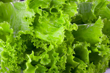 green salad isolated on a white background