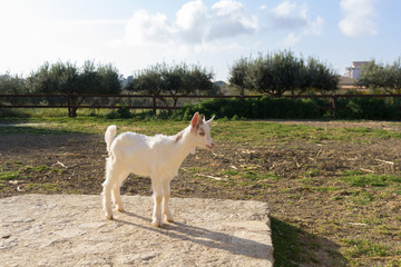 Goat Giurgintana. Very rare sicilian breed