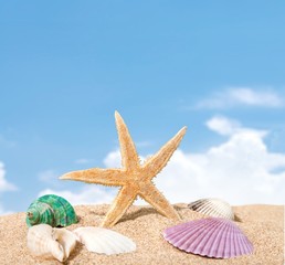 Plakat Summer. Sea star and colorful shells on coastline