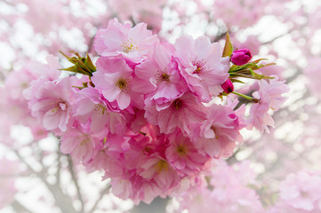 Cherry Blossom with Soft focus, Sakura season Background