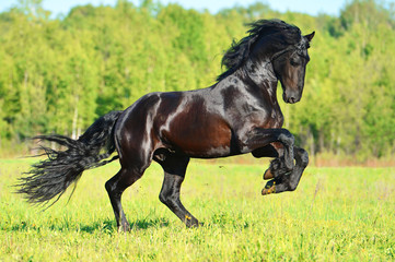 Black Frieasian horse runs gallop in freedom