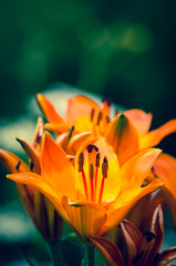 orange lilies