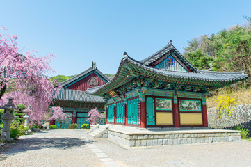 Gyeongbokgung Palace with cherry blossom in spring,Korea