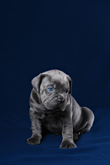 Cane Corso puppy