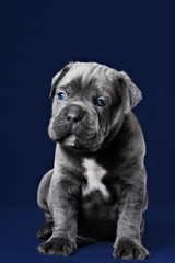 Cane Corso puppy