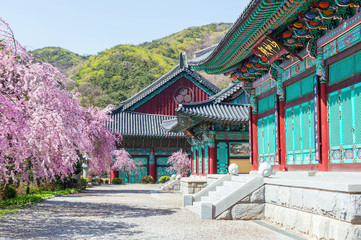 Gyeongbokgung Palace with cherry blossom in spring,Korea