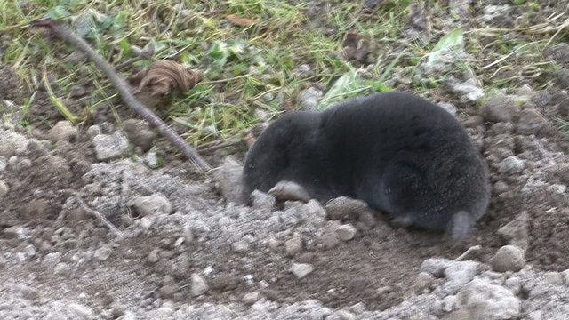 Mole looking hole in the ground