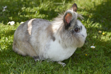 Hase, Kaninchen, Haustier, Zwergkaninchen, Babyhase