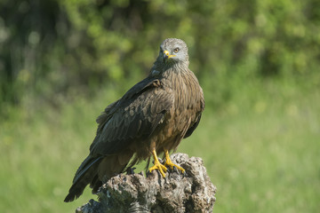 black kite