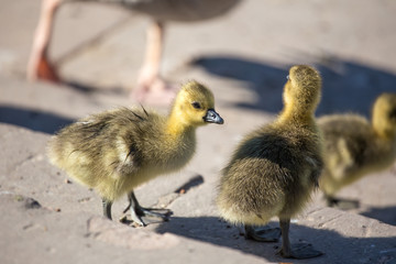 little yellow goslings