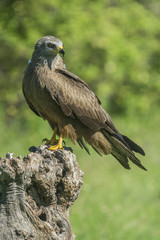 black kite