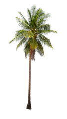 coconut palm trees isolated on white background.