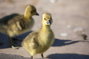 little yellow goslings