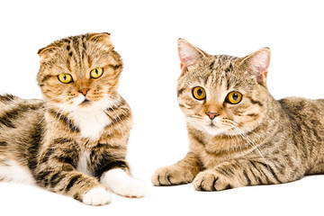 Portrait of two cats Scottish Fold and Scottish Straight