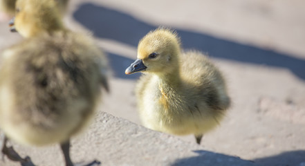 little yellow goslings