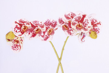 Orchideen - Ein Paar