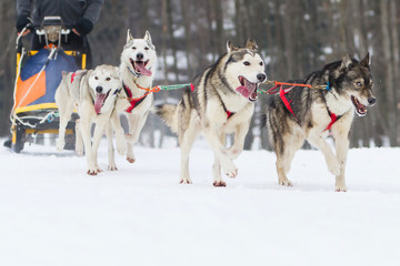sled dog race on snow in winter