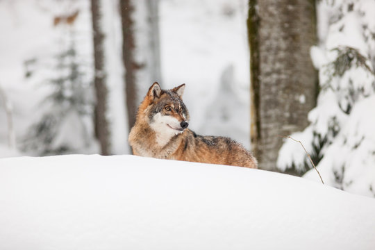 portrait grey wolf in the snow