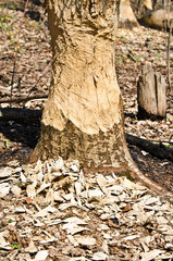 The tree trunk in woods gnawed by beavers